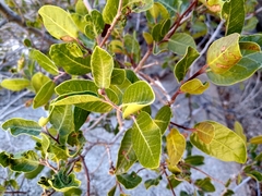 Rhus kearneyi