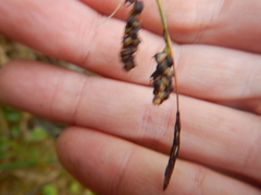Carex rigidioides