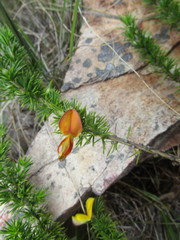 Aspalathus teres teres