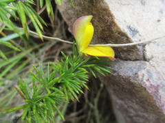 Aspalathus teres teres