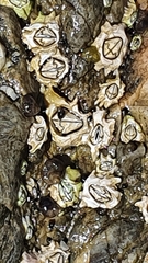 Chthamalus dentatus