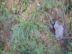 Carex rigidioides