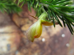 Aspalathus teres teres