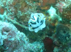 Chromodoris alcalai