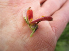 Aspalathus teres teres