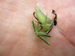 Aspalathus teres teres