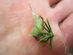 Aspalathus teres teres