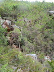 Aspalathus teres teres