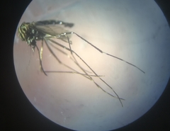 Aedes eleanorae