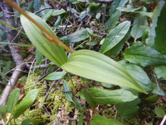 Endocellion sibiricum