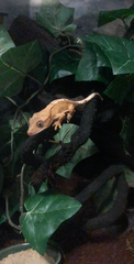 Correlophus ciliatus