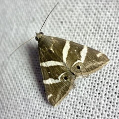 Grammodes pulcherrima