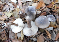 Tricholoma squarrulosum