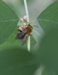 Cadeguala occidentalis