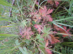 Geranium krylovii
