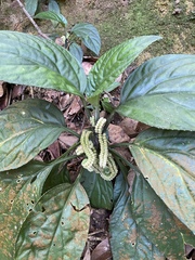 Pentaphragma ellipticum