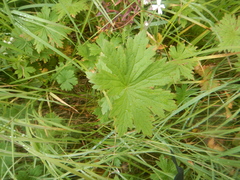 Geranium krylovii