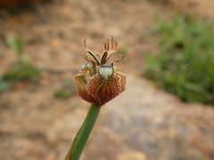 Moraea unguiculata