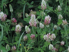 Trifolium incarnatum molinerii