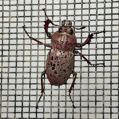 Cacostomus squamosus