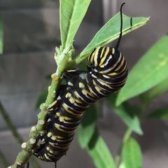 Danaus plexippus