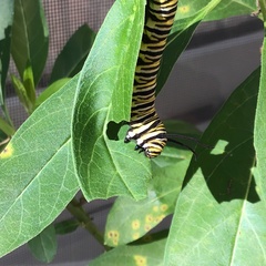 Danaus plexippus