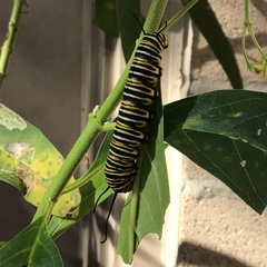 Danaus plexippus