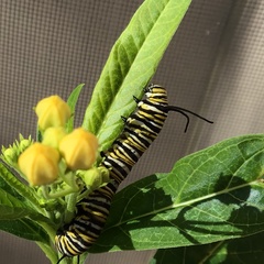 Danaus plexippus