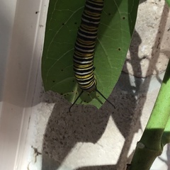 Danaus plexippus