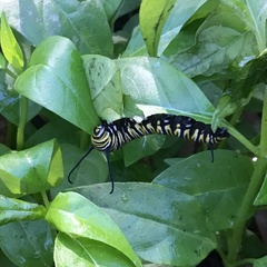 Danaus plexippus
