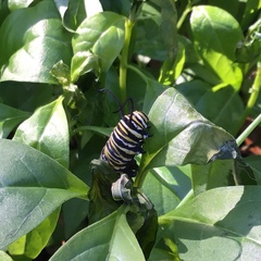 Danaus plexippus