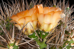 Maihueniopsis hickenii