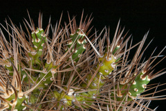 Maihueniopsis hickenii