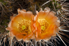 Maihueniopsis hickenii