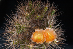 Maihueniopsis hickenii