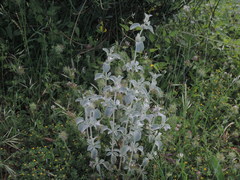 Marrubium incanum