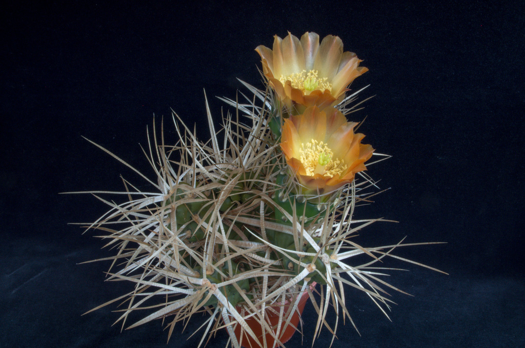 Maihueniopsis platyacantha