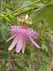 Passiflora sprucei