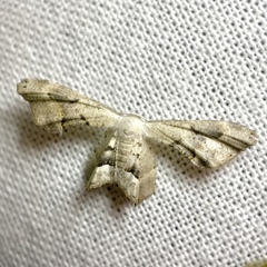 Phazaca leucocephala