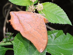 Charaxes aristogiton