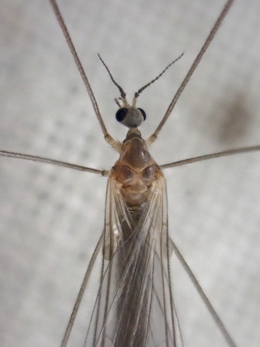 Neocladura americana