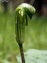 Arisarum vulgare