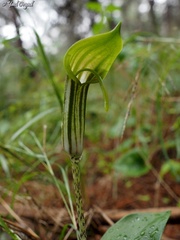 Arisarum vulgare