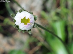 Bellis sylvestris