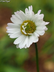 Bellis sylvestris