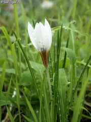 Crocus hyemalis