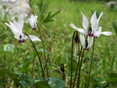 Cyclamen persicum