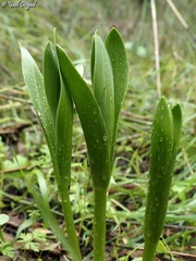 Fritillaria persica