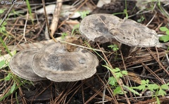 Lyophyllum littorale