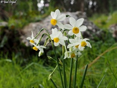 Narcissus tazetta